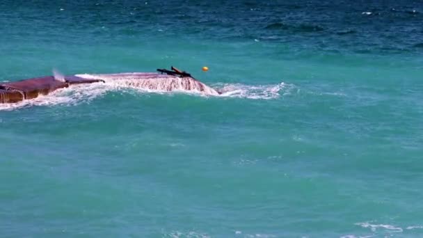 Onde Marine Frangiflutti Cemento Sulla Costa — Video Stock