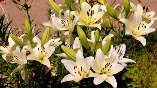 Schöne Lilienblüten Park Auf Dem Blumenbeet — Stockvideo