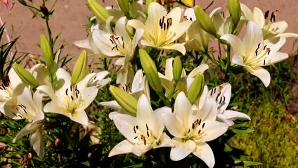 Mooie Tuin Lily Bloemen Het Park Bloembed — Stockvideo