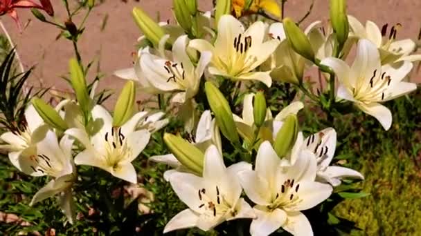 Mooie Tuin Lily Bloemen Het Park Bloembed — Stockvideo