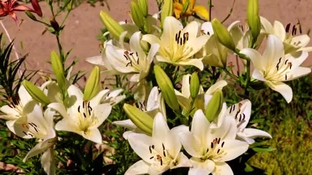 Mooie Tuin Lily Bloemen Het Park Bloembed — Stockvideo