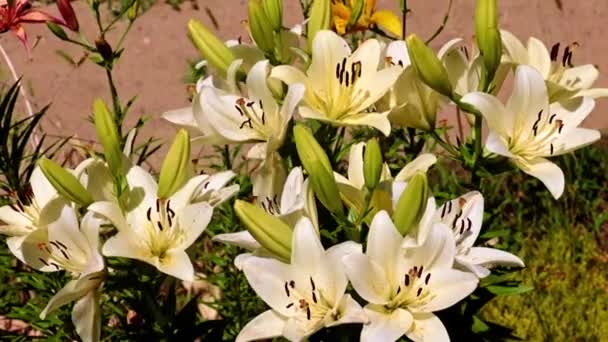 Mooie Tuin Lily Bloemen Het Park Bloembed — Stockvideo