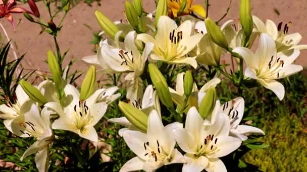 Mooie Tuin Lily Bloemen Het Park Bloembed — Stockvideo