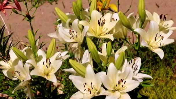 Красивий Сад Лілі Квіти Парку Клумбі — стокове відео