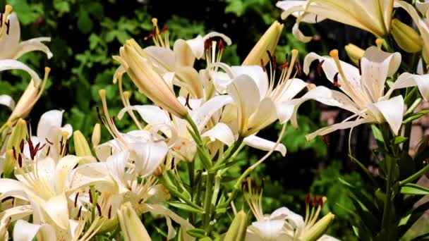 Güzel Bahçe Lily Çiçekleri Parktaki Çiçek Tarhında — Stok video