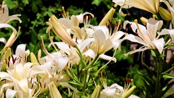 Schöne Lilienblüten Park Auf Dem Blumenbeet — Stockvideo