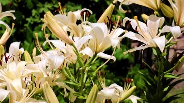 Hermoso Jardín Flores Lirio Parque Parterre — Vídeos de Stock