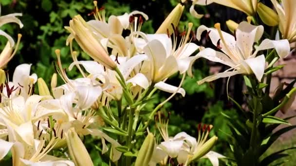 Hermoso Jardín Flores Lirio Parque Parterre — Vídeos de Stock