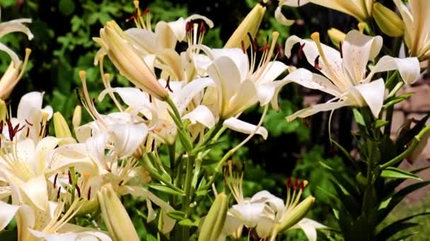 Hermoso Jardín Flores Lirio Parque Parterre — Vídeos de Stock