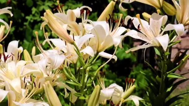 美しい庭花壇の公園のユリの花 — ストック動画