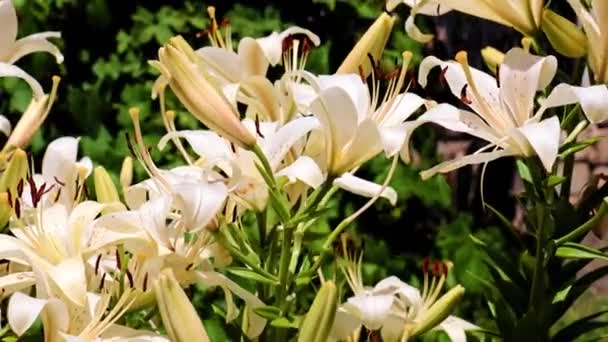 Mooie Tuin Lily Bloemen Het Park Bloembed — Stockvideo