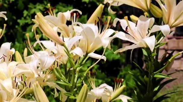 美しい庭花壇の公園のユリの花 — ストック動画