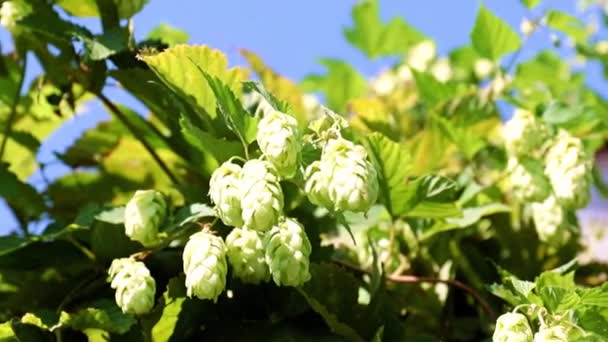 Een Tak Van Rijpe Hopbellen Als Brouwingrediënt — Stockvideo