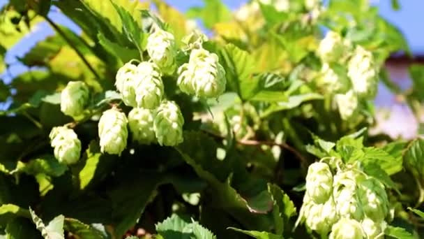 Branch Ripe Hop Cones Brewing Ingredient — Stock Video