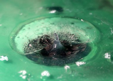 Suyun yüzeyine düşerken bir sıvı damlası oluşturur