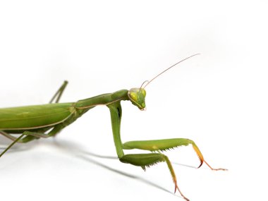 Etobur bir böcek. Peygamberdevesi saldırmaya hazırlanıyor.