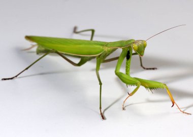 Etobur bir böcek. Peygamberdevesi saldırmaya hazırlanıyor.