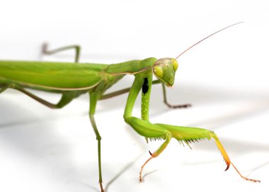 Etobur bir böcek. Peygamberdevesi saldırmaya hazırlanıyor.