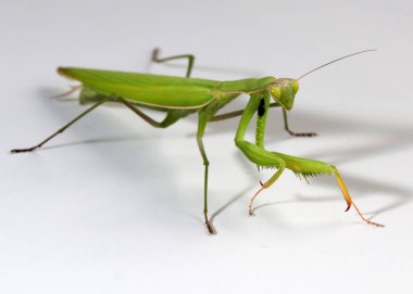 Etobur bir böcek. Peygamberdevesi saldırmaya hazırlanıyor.