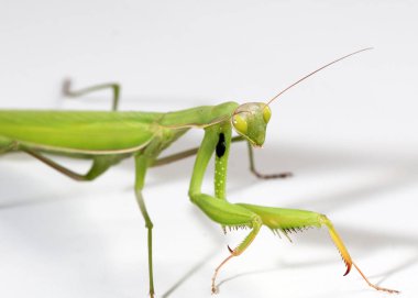 Etobur bir böcek. Peygamberdevesi saldırmaya hazırlanıyor.