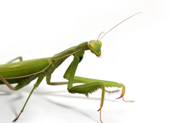 Insecto Carnívoro Mantis Religiosa Prepara Para Atacar — Foto de Stock