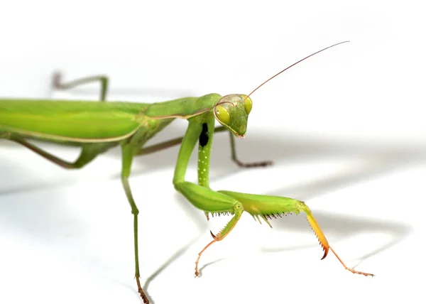 Insecto Carnívoro Mantis Religiosa Prepara Para Atacar — Foto de Stock