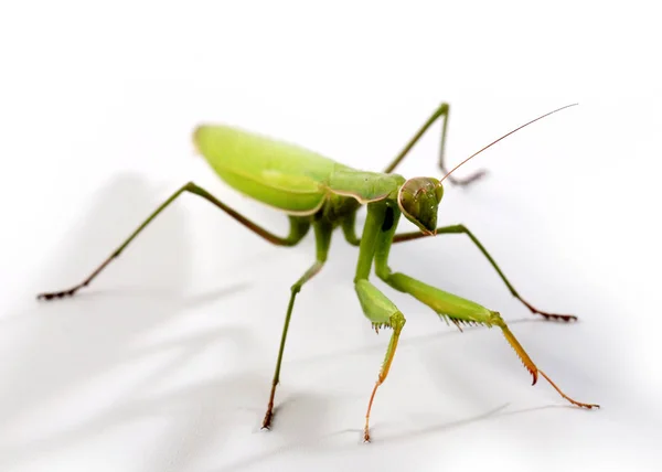 Insecto Carnívoro Mantis Religiosa Prepara Para Atacar — Foto de Stock