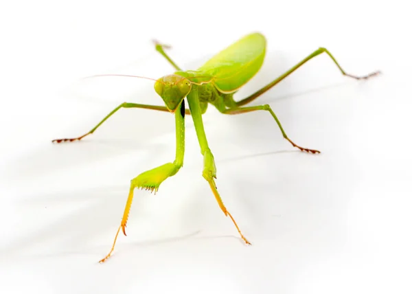 Insecto Carnívoro Mantis Religiosa Prepara Para Atacar — Foto de Stock