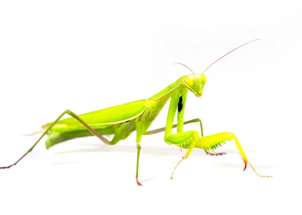 Insecto Carnívoro Mantis Religiosa Prepara Para Atacar — Foto de Stock