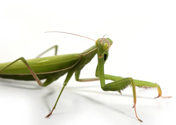 Insecto Carnívoro Mantis Religiosa Prepara Para Atacar — Foto de Stock