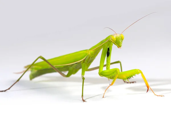 Insecto Carnívoro Mantis Religiosa Prepara Para Atacar — Foto de Stock