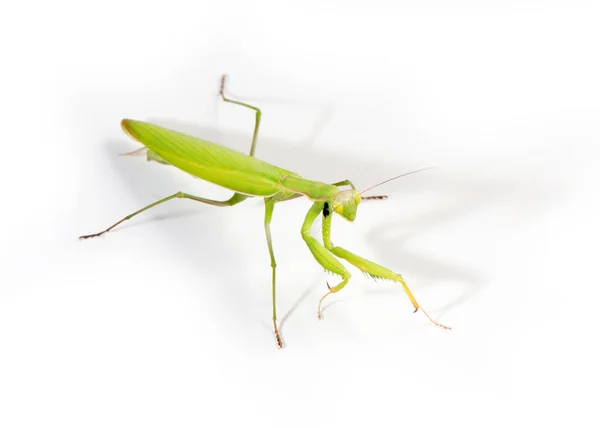 Insecto Carnívoro Mantis Religiosa Prepara Para Atacar — Foto de Stock