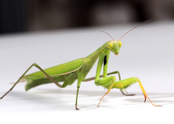 Insecto Carnívoro Mantis Religiosa Prepara Para Atacar — Foto de Stock