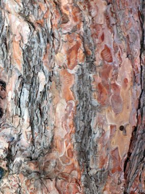 Ağaç kabuğunun dokusu ve yaşlı bir ağacın odunu.