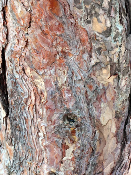 Textura Corteza Madera Árbol Viejo — Foto de Stock