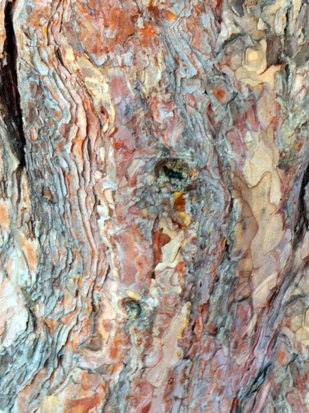 Текстура Коры Дерева Старого Дерева — стоковое фото