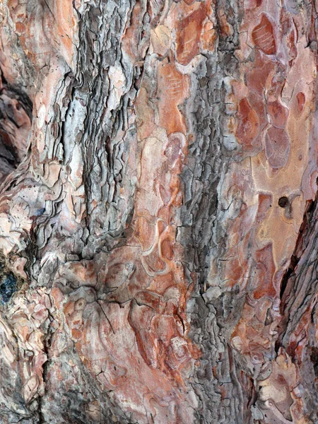 Текстура Коры Дерева Старого Дерева — стоковое фото