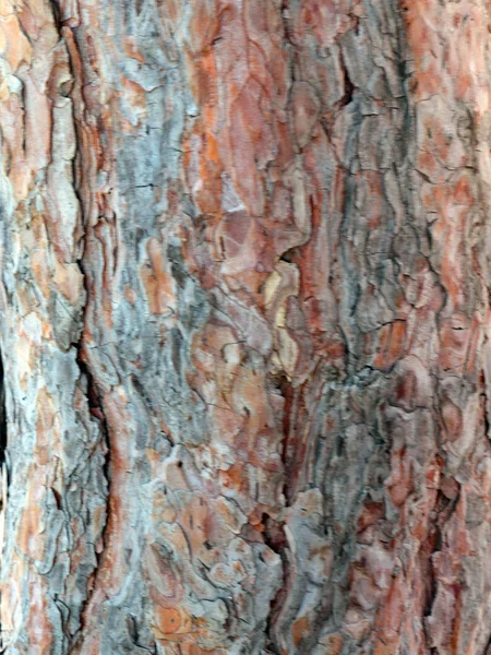 Tekstury Kory Drewna Starego Drzewa — Zdjęcie stockowe