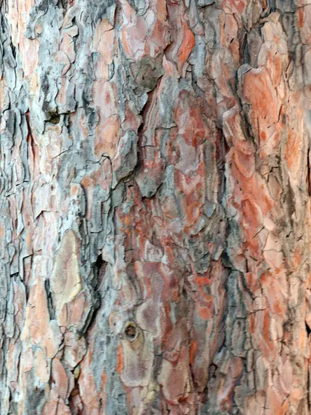 Texture Bark Wood Old Tree — ストック写真