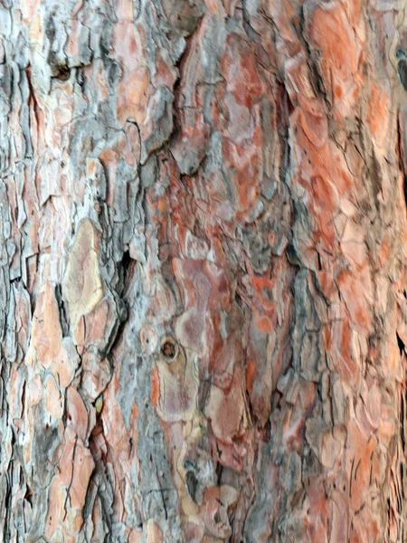 Την Υφή Του Φλοιού Και Του Ξύλου Ενός Παλιού Δέντρου — Φωτογραφία Αρχείου