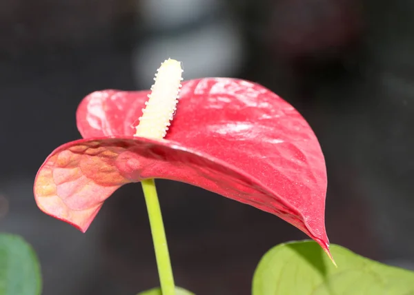 Tenký Půvabný Stonek Vnitřní Okrasné Rostliny Květina Anthurium Andre — Stock fotografie