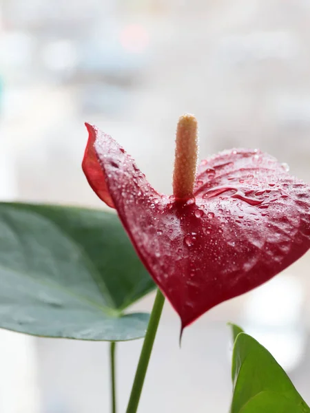 Tallo Fino Agraciado Plantas Ornamentales Interior Flor Anthurium Andre — Foto de Stock