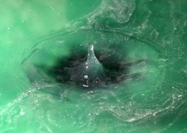 Bir sıvı damlası suyun yüzeyine düşer.