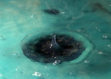 Su damlacıkları yüzeye çarptıktan sonra tuhaf şekiller yaratır.