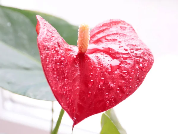 Hermosas Flores Color Rojo Brillante Anthurium Andre Como Adorno Decorativo — Foto de Stock