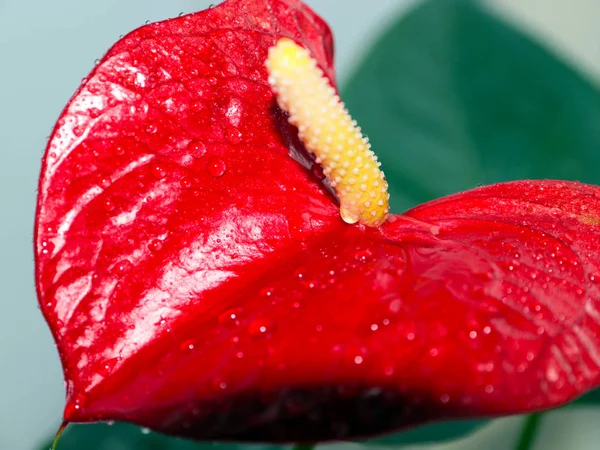 Belles Fleurs Rouge Vif Anthurium Andre Comme Ornement Décoratif — Photo