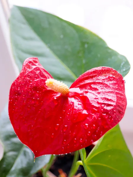 Beautiful Bright Red Flowers Anthurium Andre Decorative Ornament — Stock Photo, Image