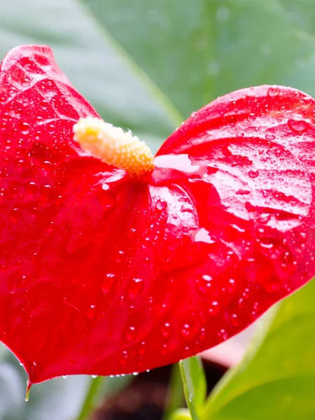 Hermosas Flores Color Rojo Brillante Anthurium Andre Como Adorno Decorativo — Foto de Stock