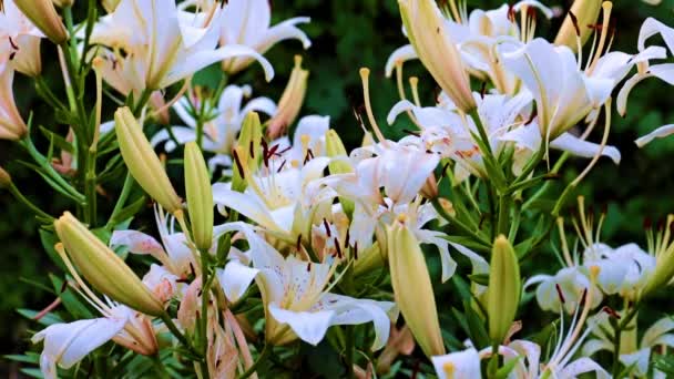 Trädgård Blommor Liljor Som Gräsmatta Dekoration Ett Hus Landet — Stockvideo