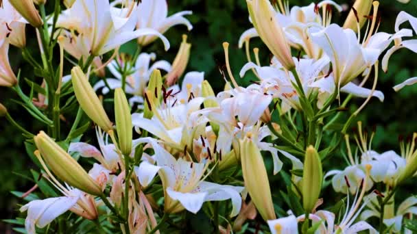 カントリーハウスの芝生の装飾としての庭の花ユリ — ストック動画